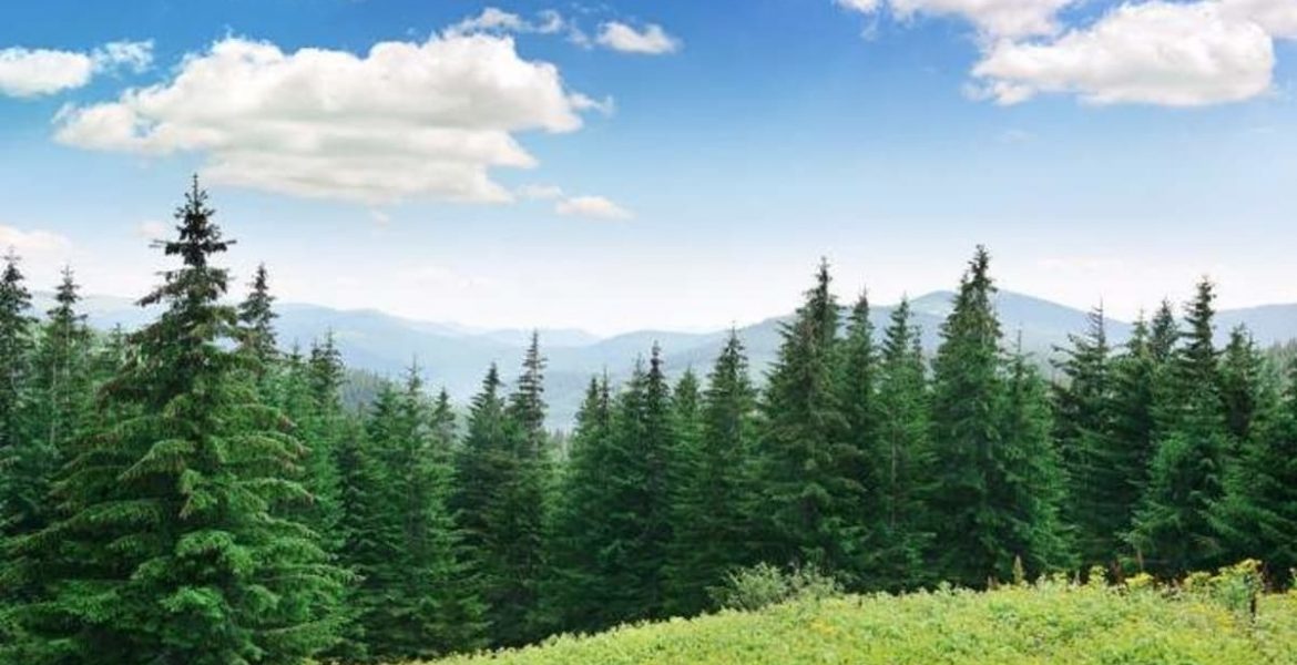 noruega contra la deforestacion