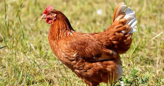 Fin del enigma: ¿qué fue primero, el huevo o la gallina? 4