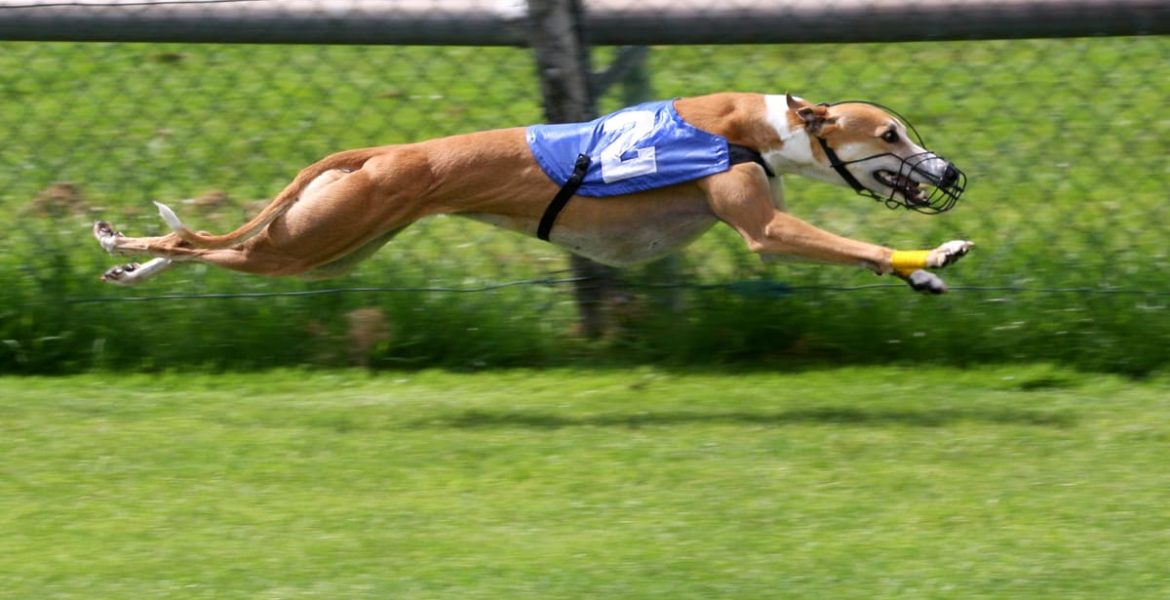 carreras de galgos