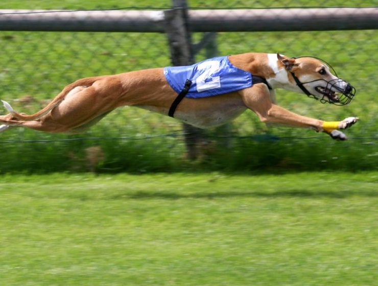 Carreras de galgos: 7 razones por las cuales oponerse 2 carreras de galgos