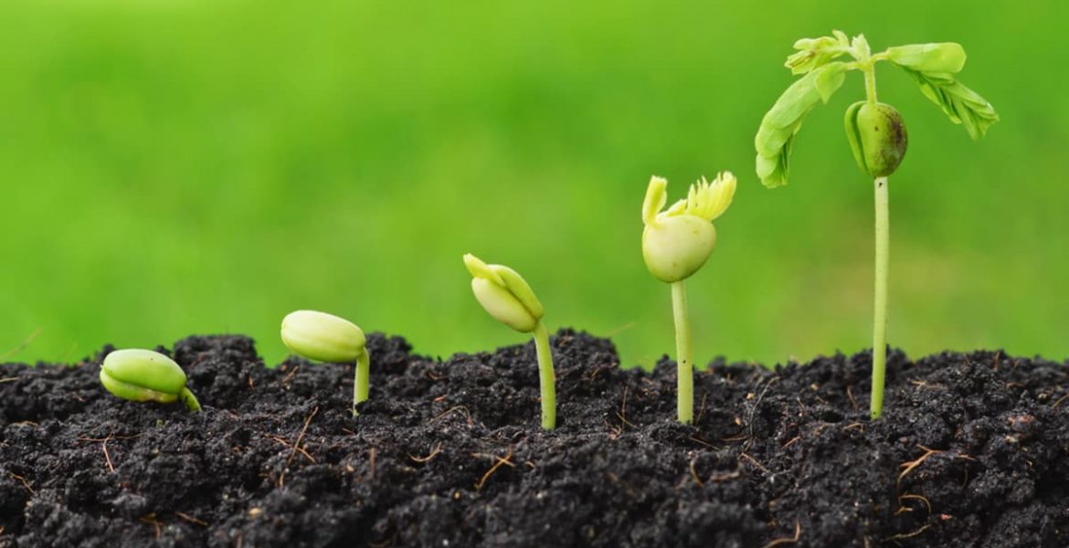 huerta banco de semillas