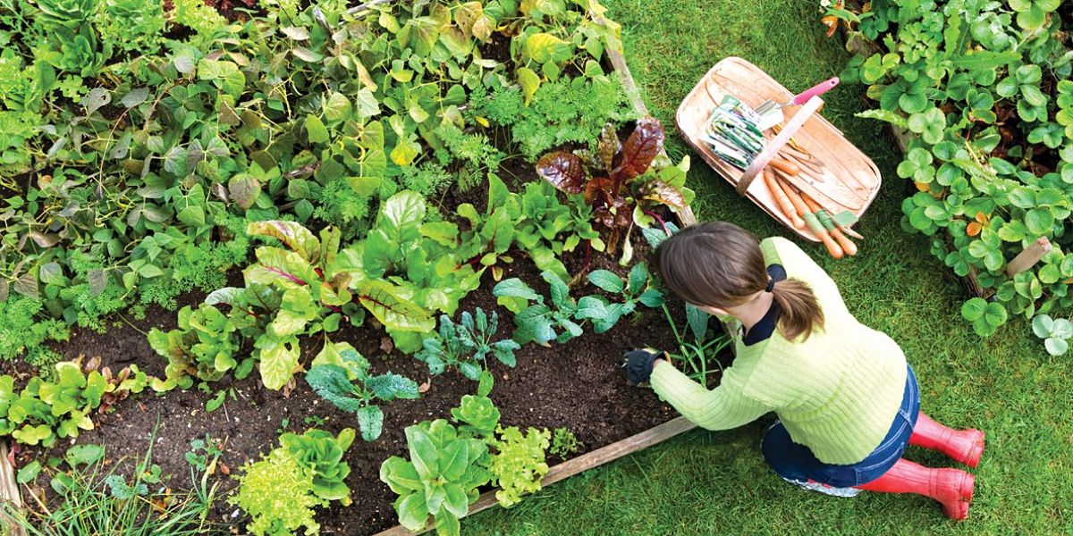 Persona trabajando en una huerta al aire libre, rodeada de verduras y plantas en crecimiento.
