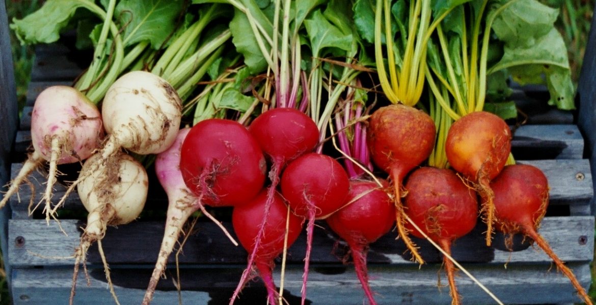 Huerta en invierno: cómo cuidarla y qué cultivar 1