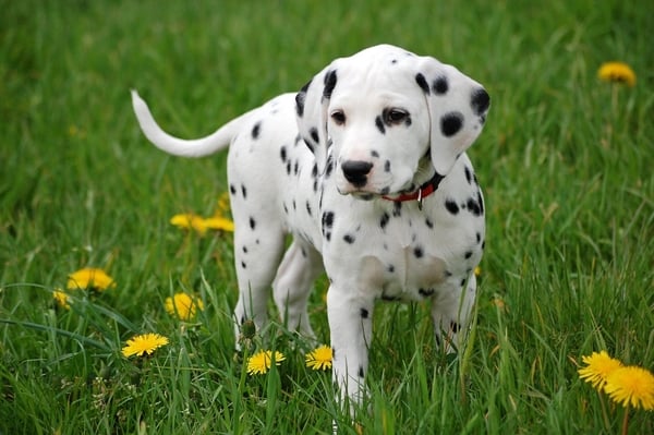 razas de perros dalmata razas de perros dalmata