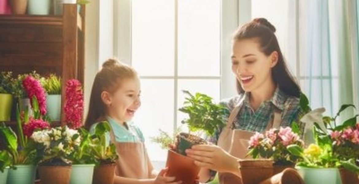 Cuáles son las mejores plantas para departamento 1