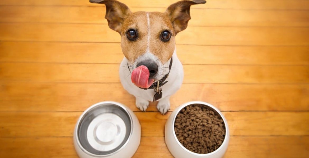 mejor alimento para perros