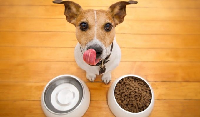 mejor alimento para perros