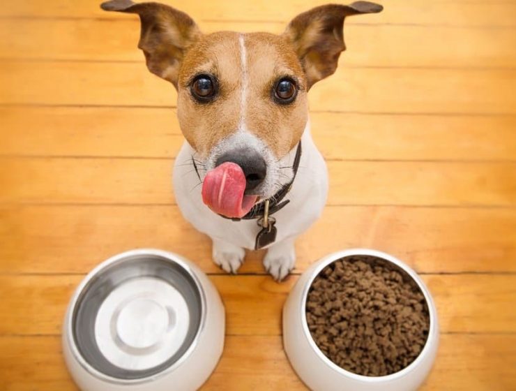 mejor alimento para perros