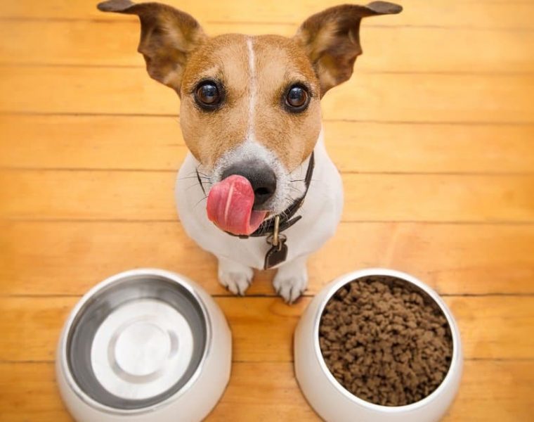 mejor alimento para perros