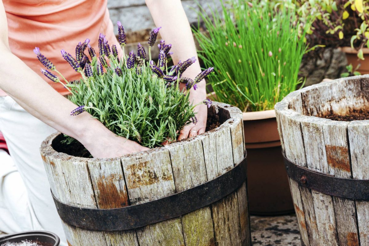 Cómo cuidar un Bonsai: claves de un arte milenario 17 Cómo cuidar un Bonsai: claves de un arte milenario 5
