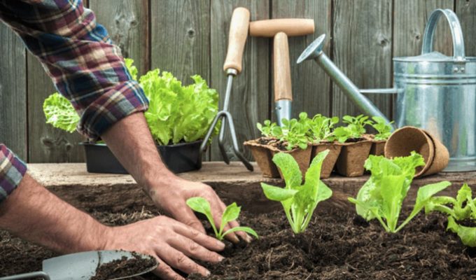 Huerta en casa con plantas verdes en un cajón de cultivo y texto que indica cómo y por qué crear una huerta en casa.