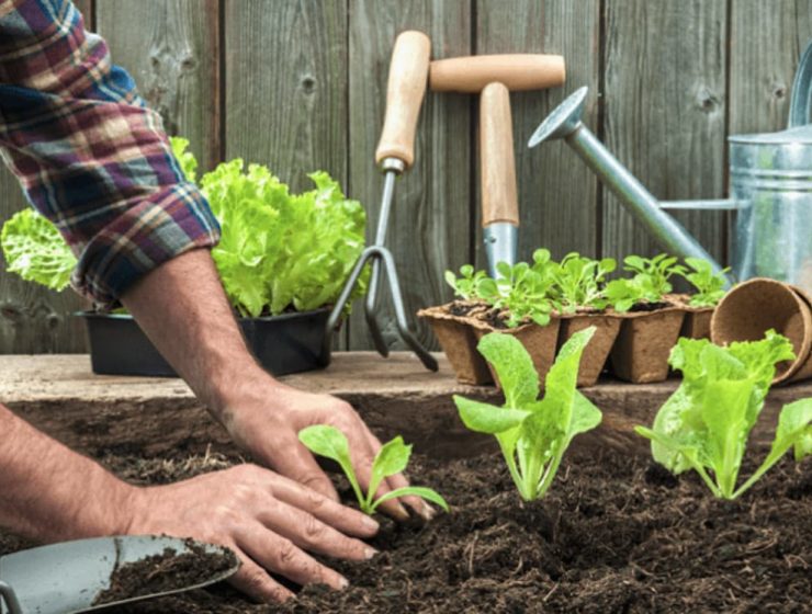 Huerta en casa con plantas verdes en un cajón de cultivo y texto que indica cómo y por qué crear una huerta en casa.