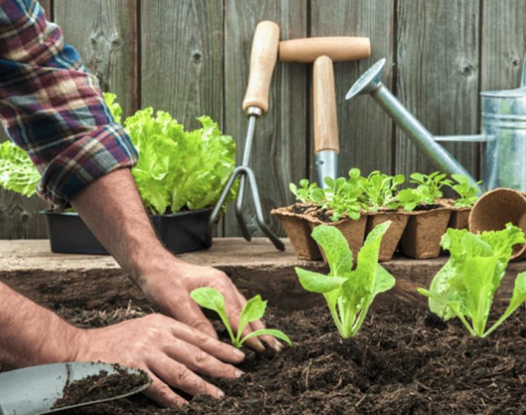 Huerta en casa con plantas verdes en un cajón de cultivo y texto que indica cómo y por qué crear una huerta en casa.