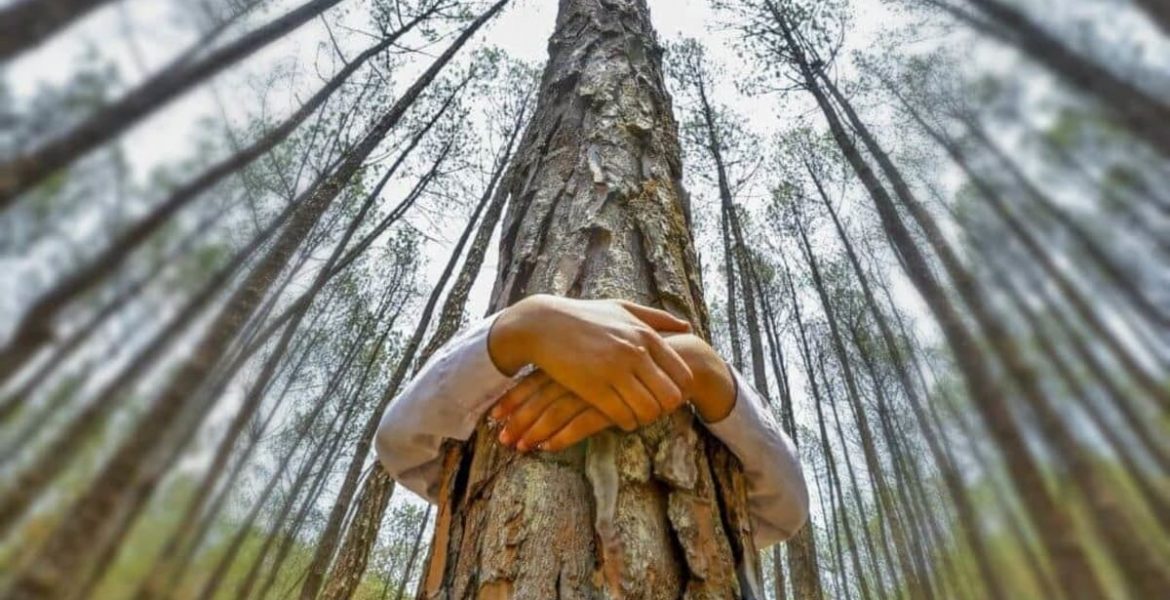arboles latidos corazon