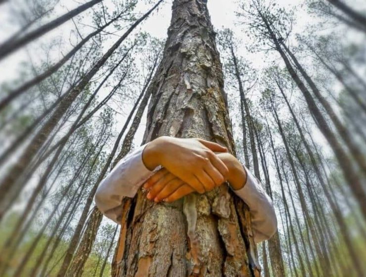 Los árboles producirían un latido similar a los del corazón humano, según la ciencia 3 arboles latidos corazon