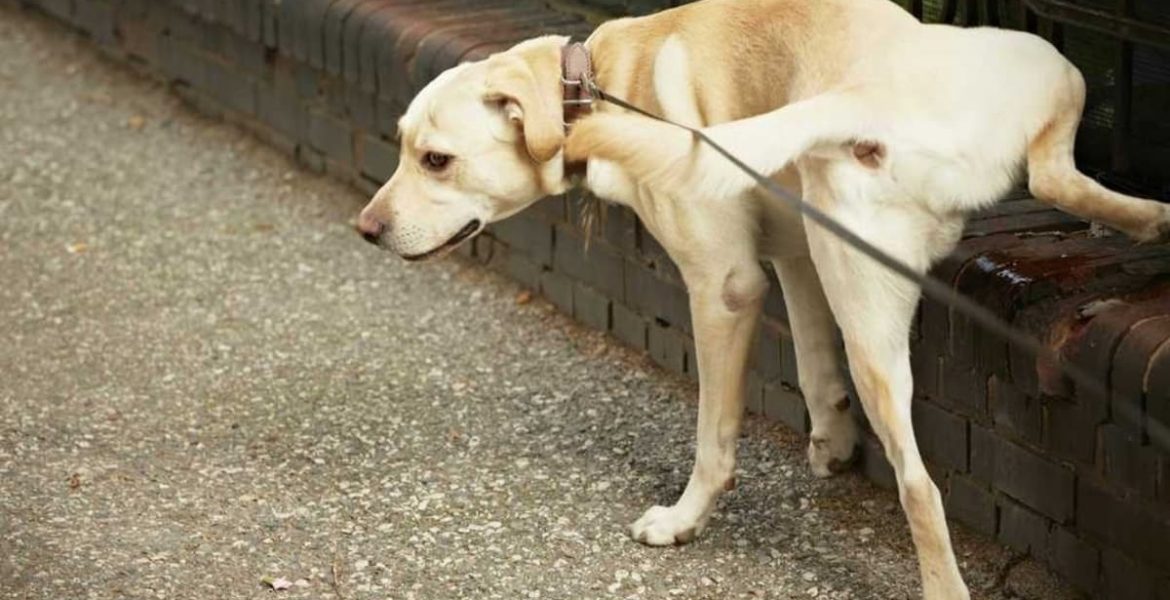 perro orinando en la calle