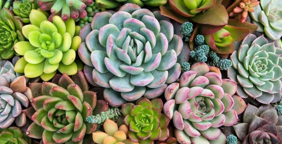 Plantas suculentas: cuidados para que crezcan divinas