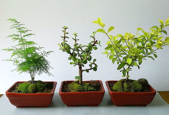bonsai