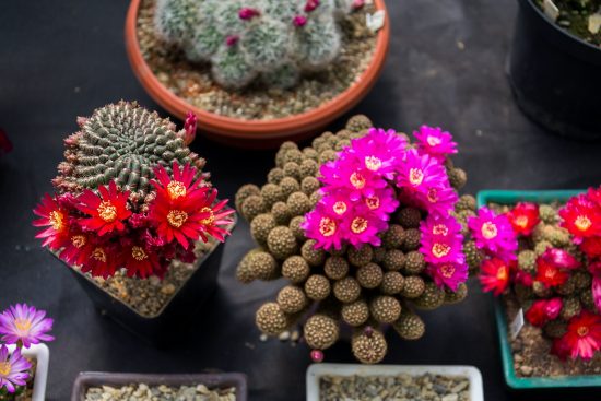 Cómo reproducir cactus y multiplicar tus plantas y flores 9 como cuidar un cactus