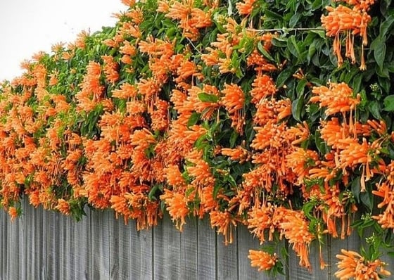 Tipos de enredaderas para pérgolas y paredes 20 enredaderas