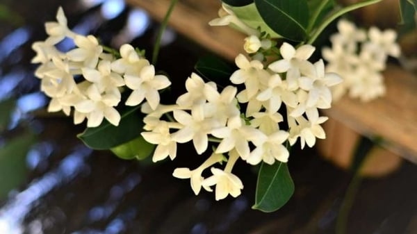 Tipos de enredaderas para pérgolas y paredes 19 jazmines enredaderas