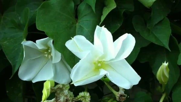 Tipos de enredaderas para pérgolas y paredes 21 dama de noche enredadera