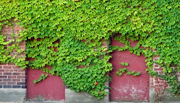 Tipos de enredaderas para pérgolas y paredes 23 enredadera sin flores