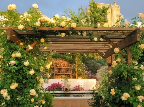 Tipos de enredaderas para pérgolas y paredes 25 pergola con flores