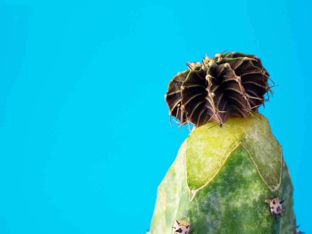 Cómo reproducir cactus y multiplicar tus plantas y flores 13 esquejes de cactus