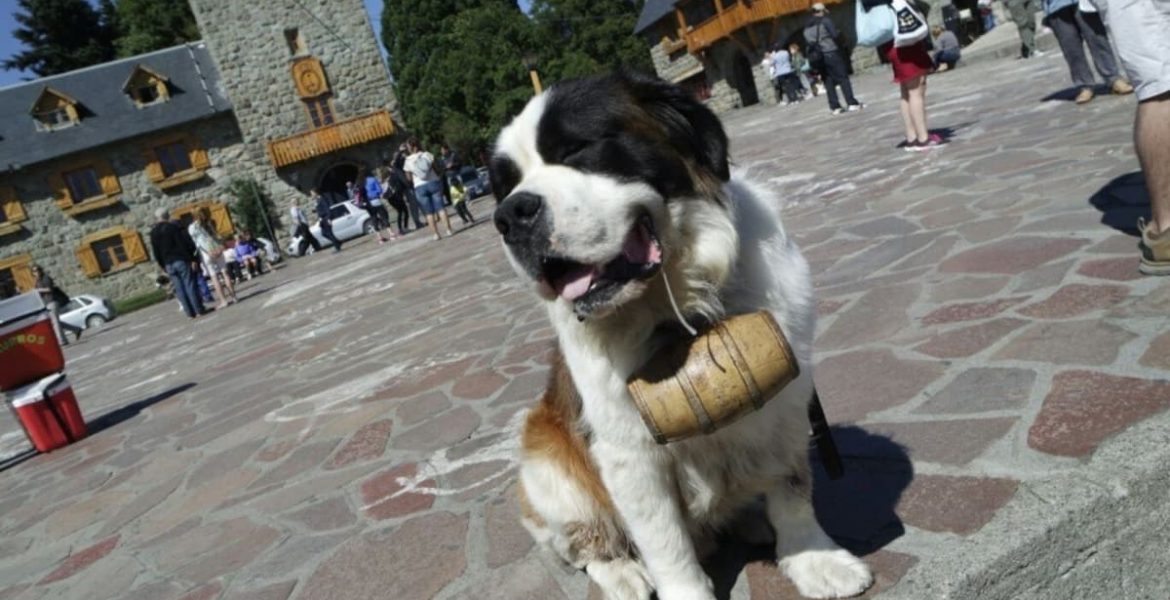 perro san bernardo