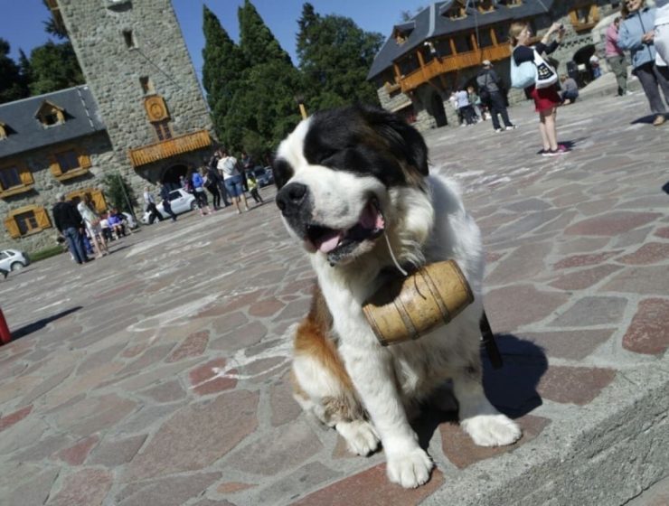 Maltrato animal en Bariloche: cómo combatirlo 15 perro san bernardo
