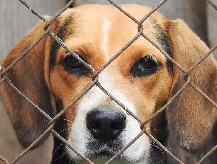 Protección animal: nueva asignatura en un colegio de Granada 20 protección animal