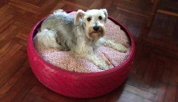 como elegir el mejor alimento para perros