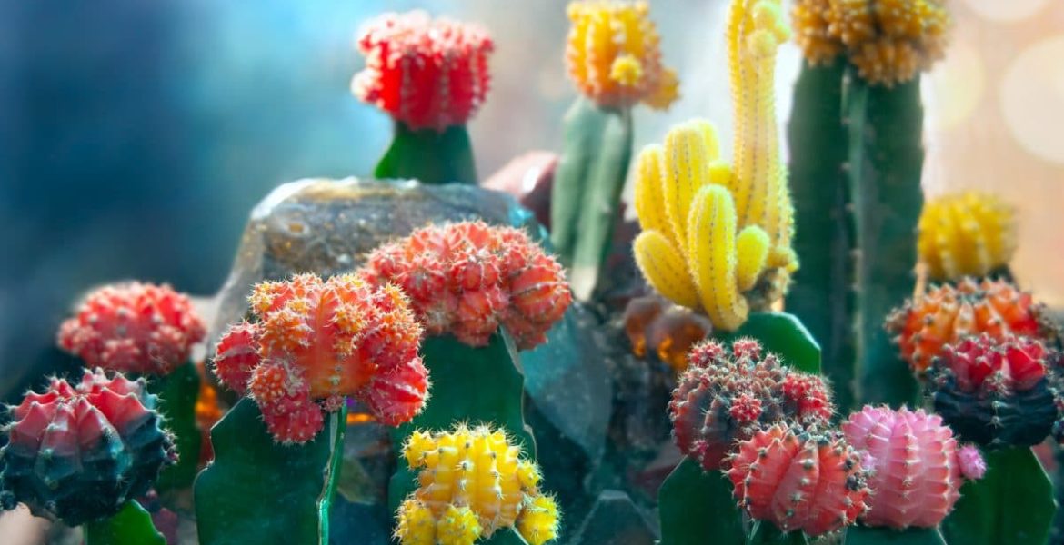 como reproducir cactus