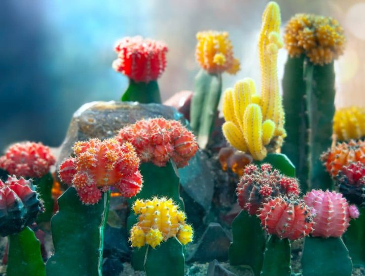 como reproducir cactus