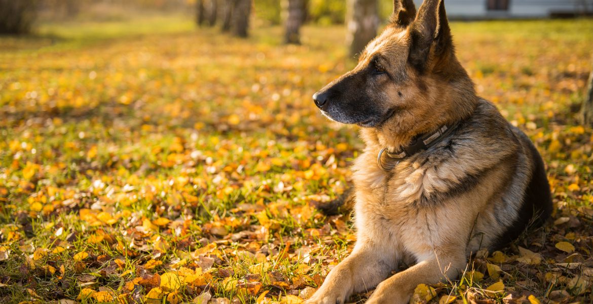 Día Nacional del Perro