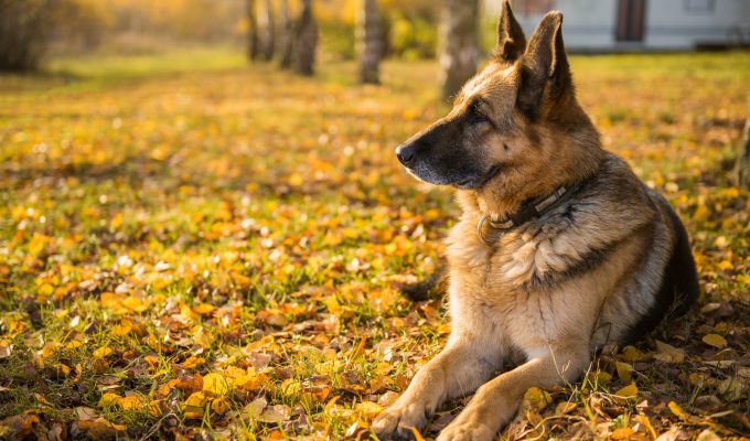 Día Nacional del Perro