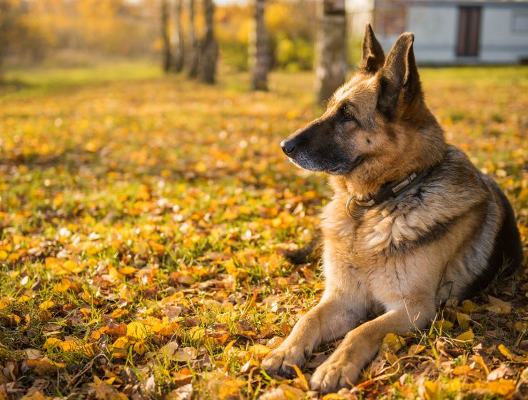 Día del perro: por qué se celebra el 2 de junio en Argentina 26 Día Nacional del Perro