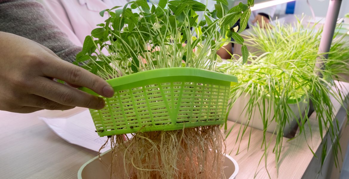 como hacer hidroponia