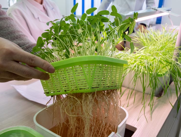 como hacer hidroponia