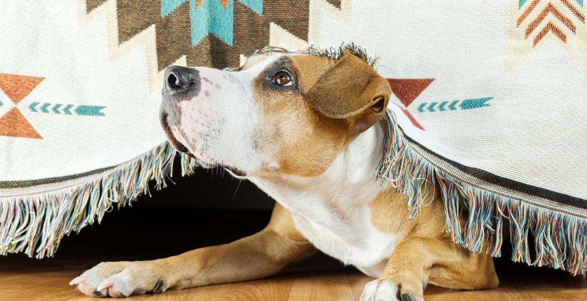 mascotas y pirotecnia