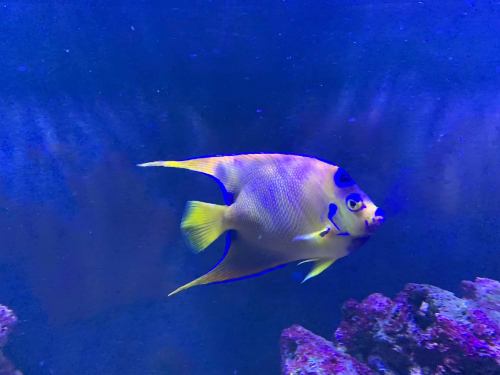 alimentacion de los peces