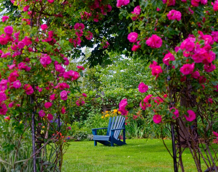 enredaderas de crecimiento rapido