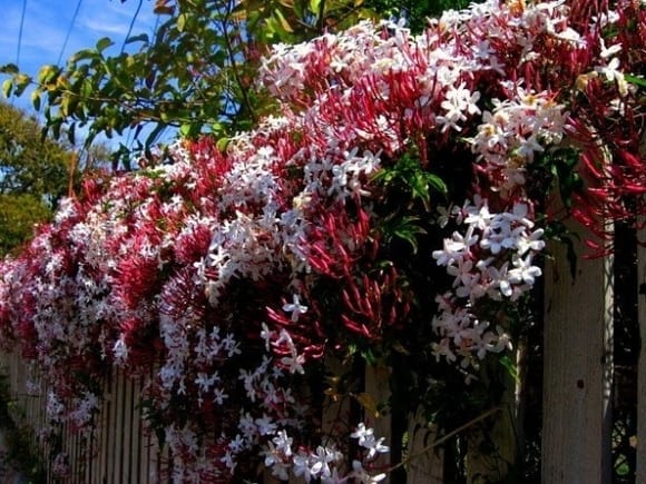 plantas trepadoras de crecimiento rápido
