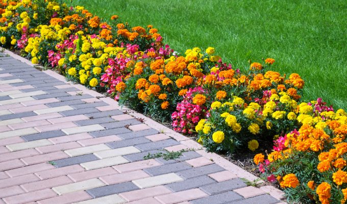 flores para el jardin