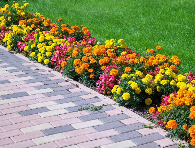 flores para el jardin