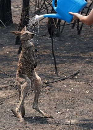 canguro incendio australia