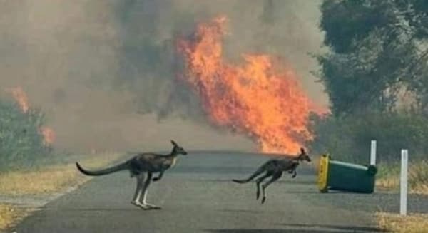 australia incendios