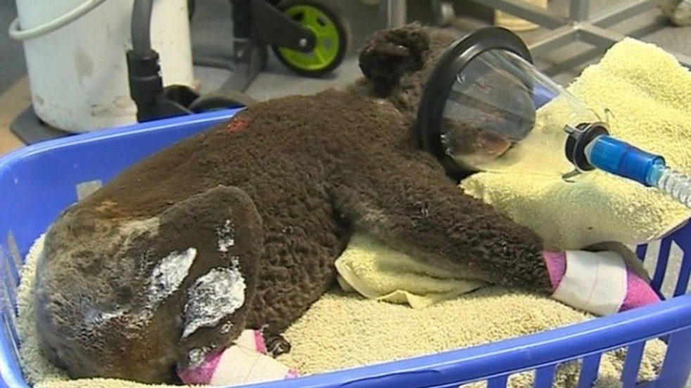 Australia: canguros y koalas se acercan a las personas para pedir ayuda 5