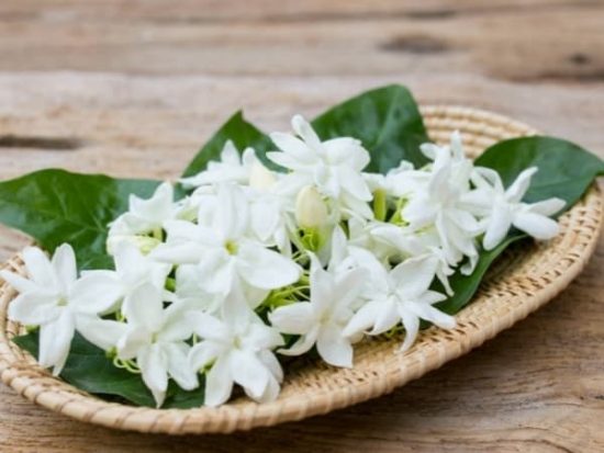 ¿Cuántas veces hay que regar las orquídeas?